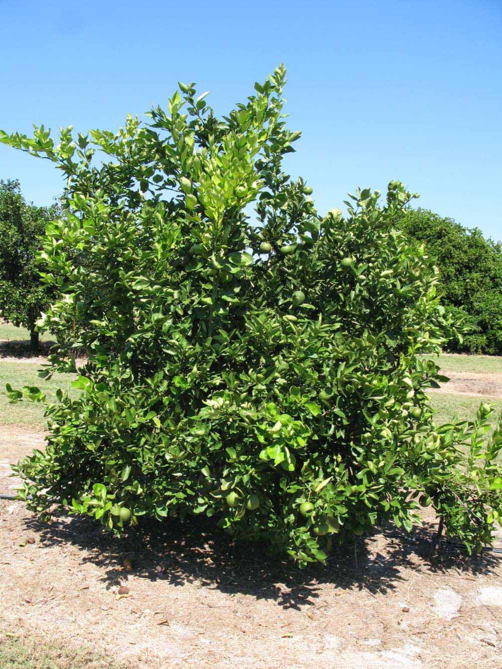            Habit (Winter Haven, FL)   